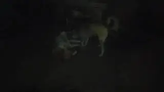 Собаки бесяки