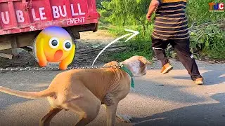We Got Attacked by a GIANT Bully Kutta Dog!