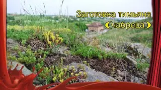 Заготовка тимьяна (чабреца,чебреца) /// Ароматный и полезный чай из тимьяна.