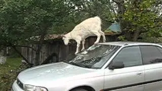 Прикол с козой