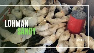 Lohman Sandy Kümesim - Kümes Taban Izgarası #kümes #lohman #lohmansandy #yumurtacılık #yumurta