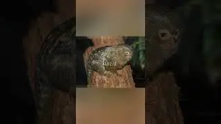 Pygmy Marmoset Explained... 🐒🍉✨ #science#explained#monkey #marmoset#nature#biology#tree#leaf#fyp#1m