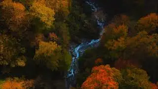 Forest Video Compilation - Full HD #32
