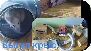 Выгул крыс/делаю зону выгула из всего что найду)