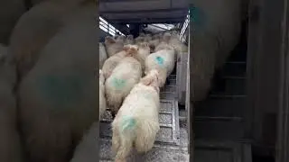Up ewe go . 