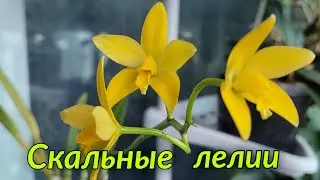 Скальные лелии. Сезонное цветение.