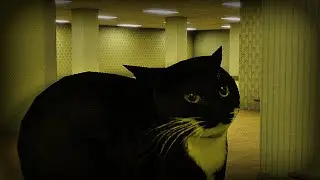 Maxwell the cat in the Backrooms