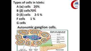 MED Level3 END327  pancreas audio