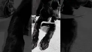 Best Friend.  #gsd #germanshepherd #dog #puppy