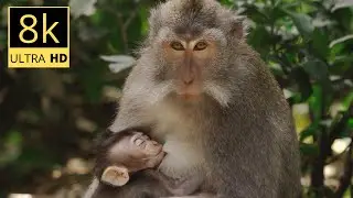 Monkey Animals Collection in 8K ULTRA HD / 8K TV