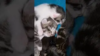 Cuddle season: Kittens who can't stop snuggling 🤗♥️ 