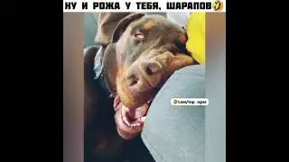 НУ И РОЖА У ТЕБЯ ШАРАПОВ🤣