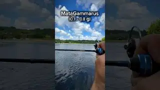 MataGamarus. Оригинальный Gammarus с вклейкой от Matagi. 