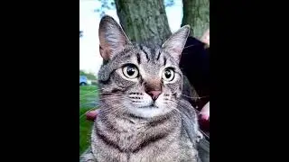Как реалистичная вышивка оживляет кошку