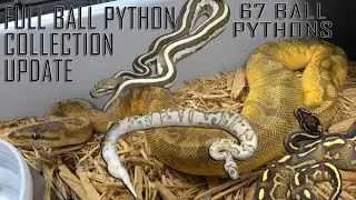June 2024 Ball Python Collection Update! Sunset, Clown, DG, Pied, Ultramel, Hijack, Axanthic & MORE!