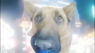 sobaka