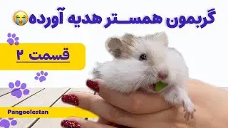 همستر نجات‌یافته رفت خونه دوستمون! 😍🐹 شروع شیطونی‌ها و بامزگی‌هاش!
