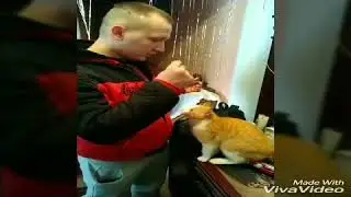 Приколы кота, на память ,снятые на видео)