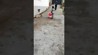 Malinois protège enfant