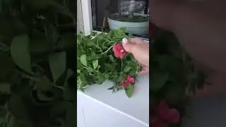 Цветы на моём балконе 