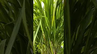 Lamon grass, Terrace Garden #terracegarden #garden #naturelovers #fruit #pahadi #uttarakhand #love
