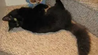 Opposite of an Adult Cat