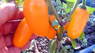 Jalapeno Numex Pumpkin Spice. Сорт острого перца