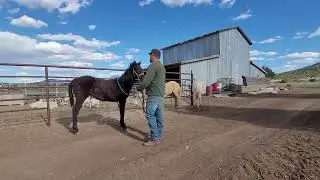 Foal Grooming & Ground Work: Getting Storm, Ice, and Buttercup Ready to Shine! 🐴✨