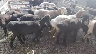 АНДИЖОН АСАКА УЗБЕКИСТОН КУЙ БОЗОРИ НАРХЛАРИ 2021 ANDIJON ASAKA UZBEKISTON QÒY BOZORI NARXLARI 2021