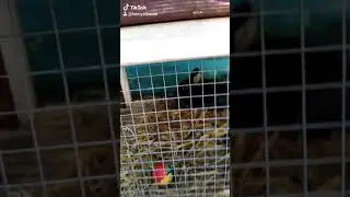 Tik tok 3