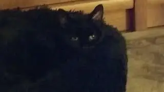 R.I.P Miaka (2004-2023)