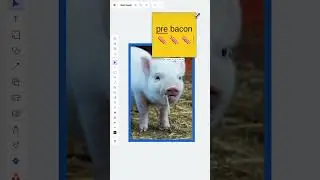 Share your swine knowledge