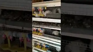 Отзыв клиента о применении ниппельных поилок для цыплят в клетке