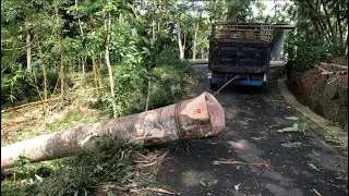 Tebang Sengon Ditarik Pakai Truk 