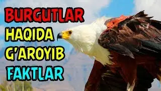 BURGUTLAR HAQIDA G'AROYIB FAKTLAR | БУРГУТЛАР ҲАҚИДА ҒАРОЙИБ ФАКТЛАР