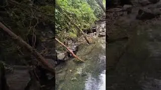 Увидел образ ,Духа леса