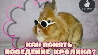 КАК ПОДРУЖИТЬСЯ С КРОЛИКОМ | ПОЧЕМУ КРОЛИК СТУЧИТ ЗАДНИМИ ЛАПАМИ | ЖИЗНЬ КРОЛИКОВ В ЗАЙКАФЕ