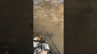 Жизни Суета