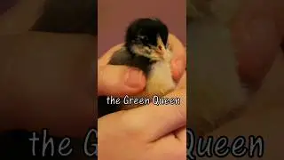 Meet the Chicks, Part 2! #chicks #babychicks #homesteading