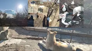 Кошка с собакой и куры с утками