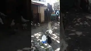 Rottweiler Yavrusu 45 Günlük Ve Güvercinler👈
