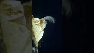 Secrets of barnacle feeding: microscopic marvels