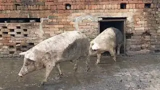 pig loading station | suar palan | pig farm video