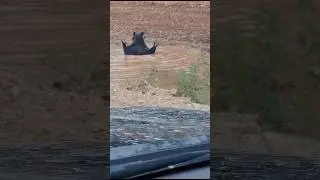 Купание медведя, зачесалось всё 🤣🤣🤣