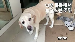 Am I human? Am I a dog?