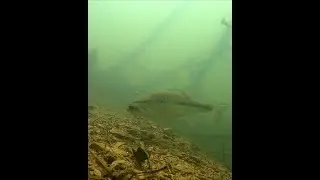This Bass Shouldn't Have Eaten THAT Bug! 🤦🏻‍♂️