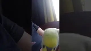 попугай говорит