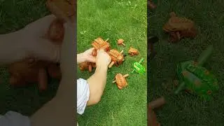 wooden frog asmr 