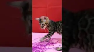 Бенгальский котенок браун