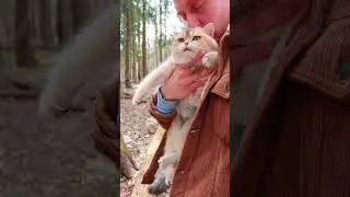 My cat is shedding for a long time, why?